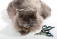 Grey Persian cat and tools for care