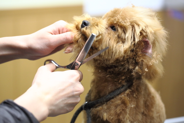 犬の毛をカットする方法・やり方・手順や使い方・流れなどについて