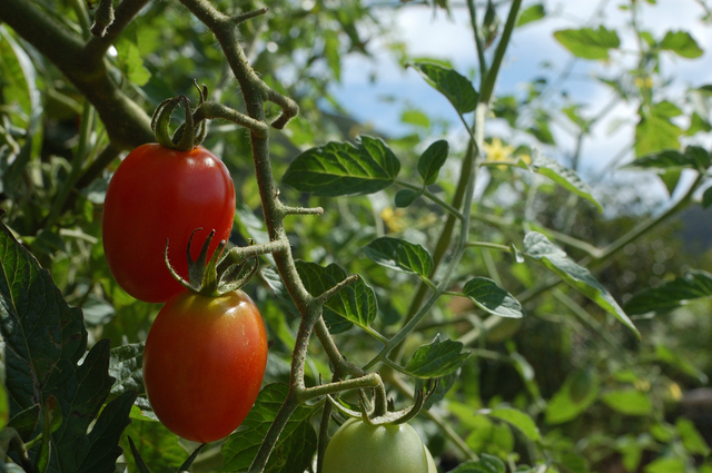 トマト肥料の方法・やり方・手順や使い方・流れなどについて