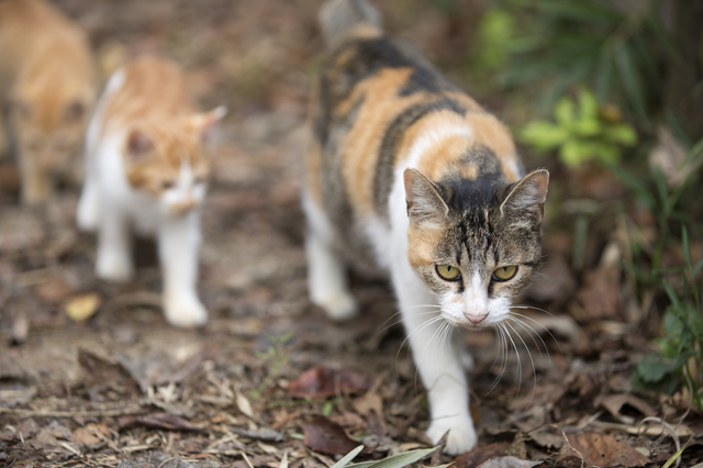 猫退治の方法・やり方・手順や使い方・流れなどについて