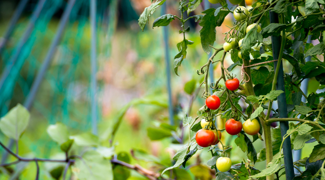 ミニトマトの肥料の方法・やり方・手順や使い方