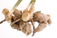 fresh ginger root. plant