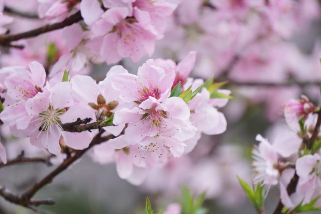 桜の挿し木の方法・やり方・手順や使い方