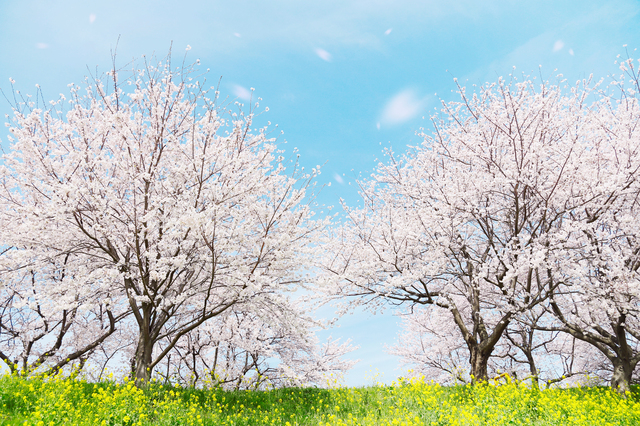 桜の撮影方法・やり方・手順や使い方・流れなどについて