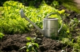 stainless watering can on garden bed with growing lettuce