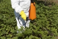 Pesticide spraying